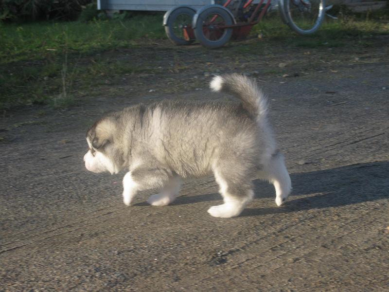 pentu 4vk  023.jpg - 4 viikkoa / 4 weeks